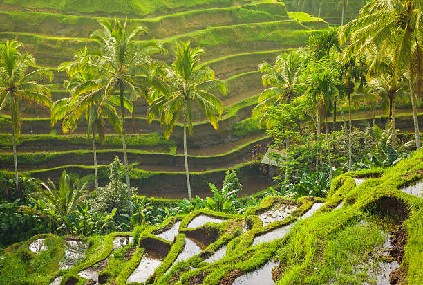 istock Beautiful rice terraces, Ubud, Bali, Indonesia 518357738