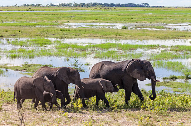 istock Five African Elephats; Chobe National Park, Botwsana, Africa 518358016