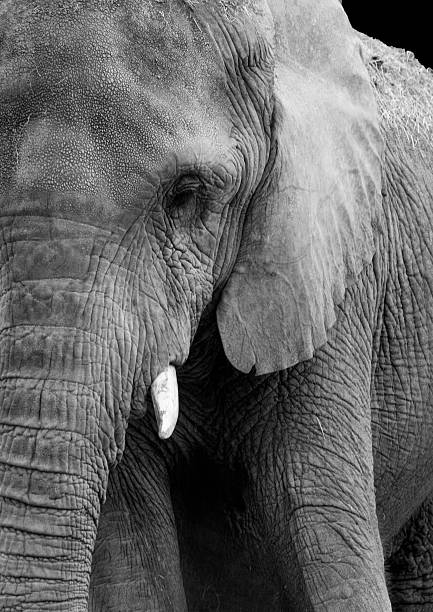 istock African Elephant in Black and White 518358546