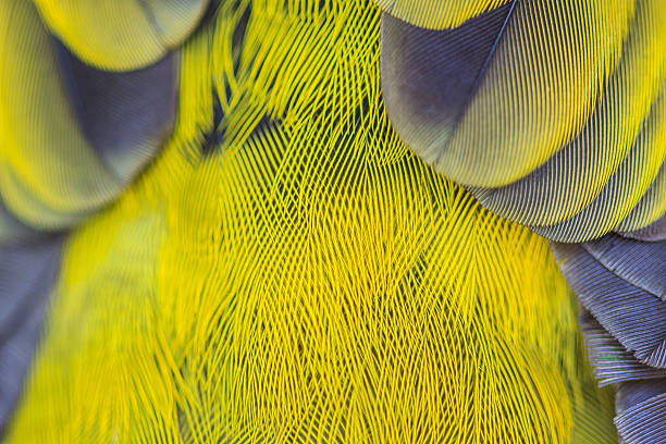 istock feather of Black-headed Bulbu 518358593