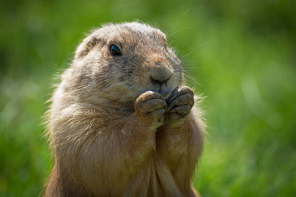 istock Squirrel Portrait at Attica Zoological Park - Greece 518359366