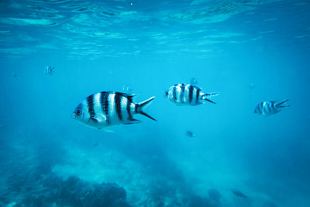 istock Underwater Scene With Tropical Fishes 518359432