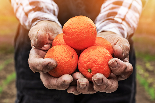 Old man's hands holding oranges - close-up.