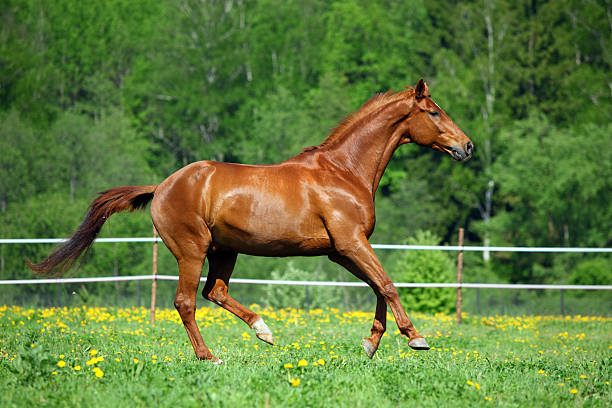 istock Purebred horse on summer meadow 518360222
