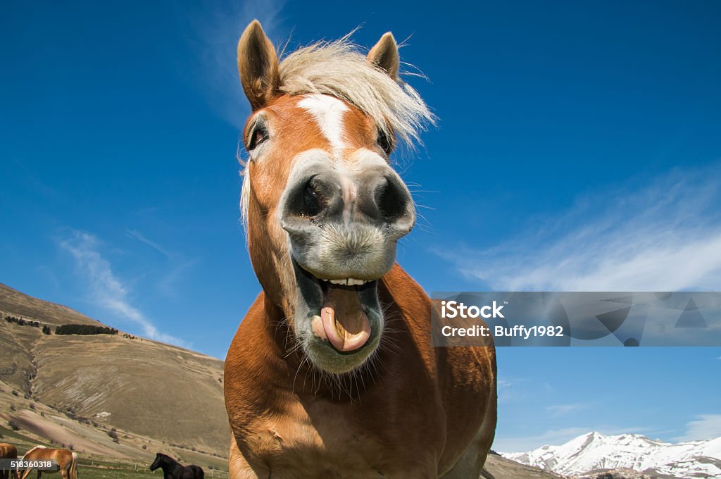 Crazy caballo - Foto de stock de Caballo - Familia del caballo libre de derechos