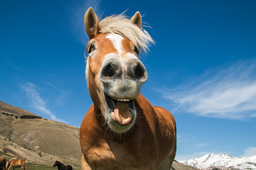 Crazy portrait of smiling horse