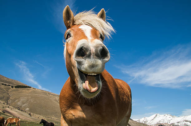 1.200+ Relinchar fotos de stock, imagens e fotos royalty-free - iStock