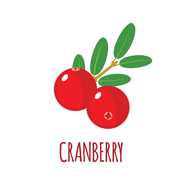 żurawina ikony w płaskie stylu na białym tle - cranberry stock illustrations