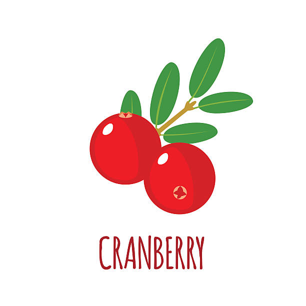Cranberry icon in flat style on white background Cranberry in flat style. Cranberry vector logo. Cranberry icon. Isolated object. Natural food. Vector illustration. Cranberry on white background cranberry stock illustrations