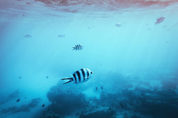 istock Underwater Scene With Tropical Fishes 518361082