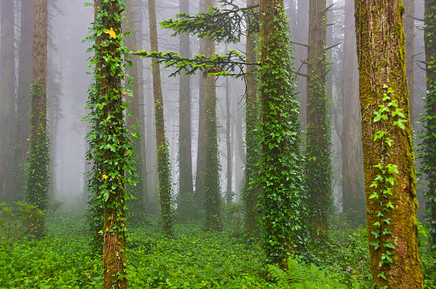 istock View on foggy green forest 518365494