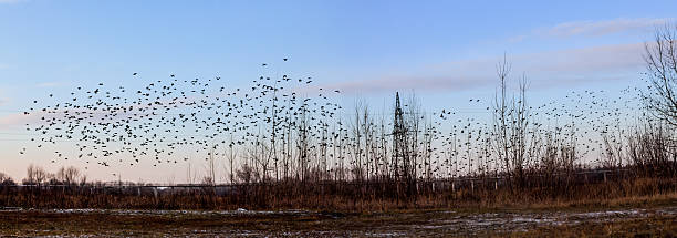istock Fall - flock of birds migrating south 518365536