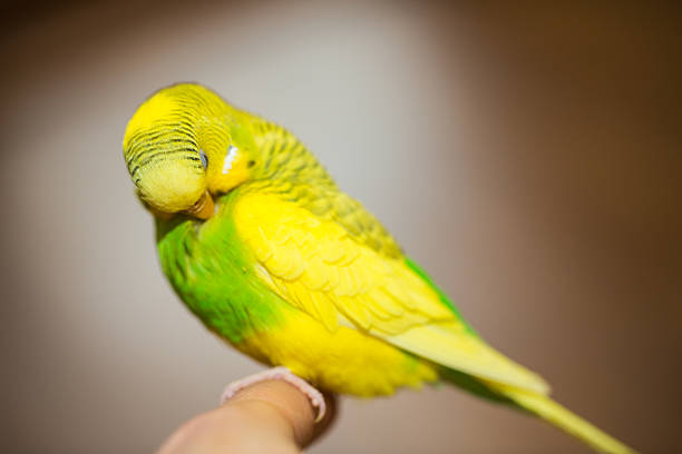 istock budgerigar, parakeet, preening sitting on a finger 518365566