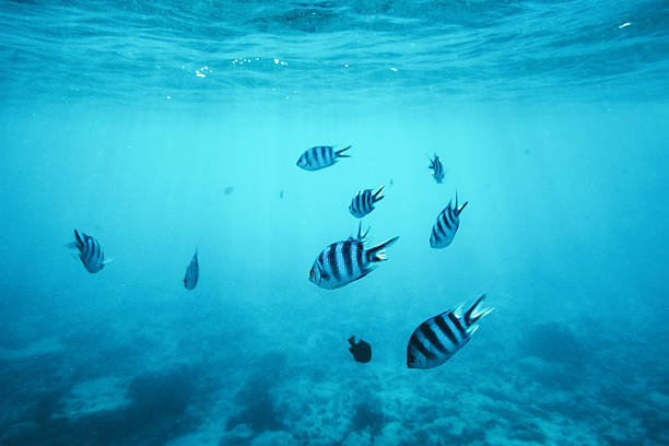 istock Tropical Fishes Underwater 518365752