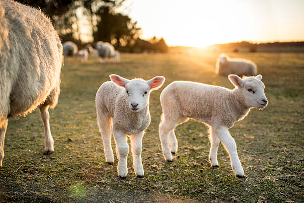 ostern lämmer - lamb rural scene sheep field stock-fotos und bilder