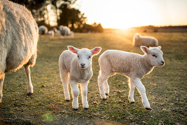 Easter Lambs stock photo