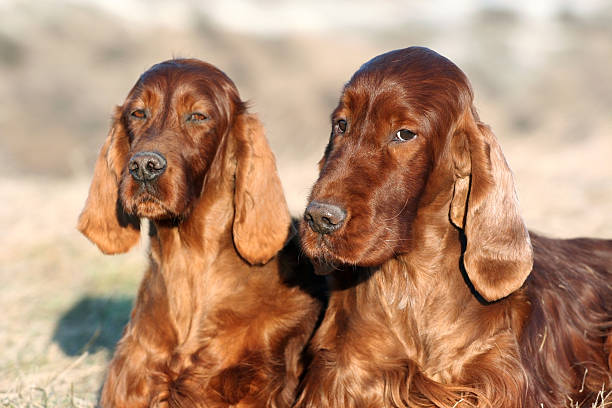 istock Beautiful Irish Setter dogs 518367262