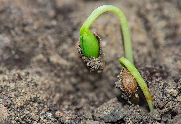Small green sprout in the earth a close up