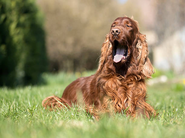 istock Funny dog yawning 518367440
