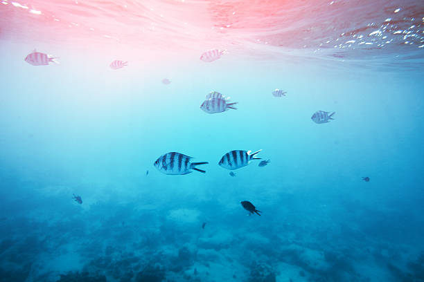istock Tropical Fishes 518367464