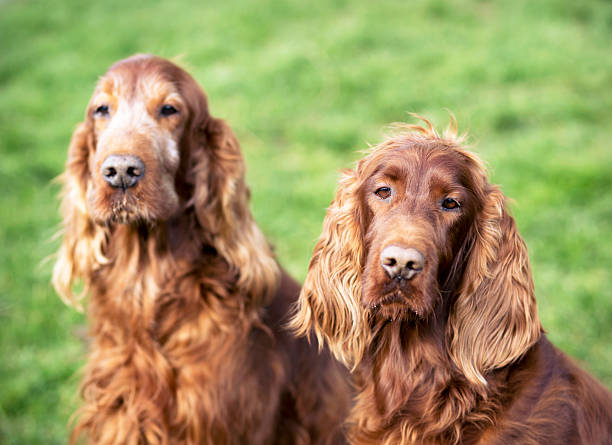 istock Cute dog couple 518367662