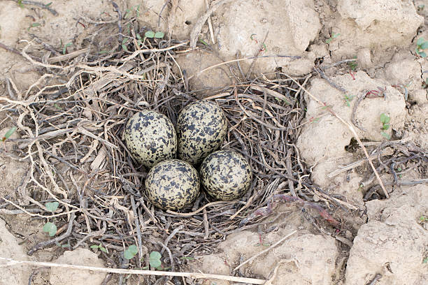 Eggs in the nest of Lapwing (Vanellus vanellus) Vanellus vanellus. The nest of the Lapwing in nature. charadriiformes stock pictures, royalty-free photos & images