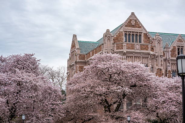 istock Cherry blossom trees at UW campus 518369086