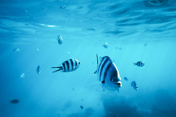 Diving With Fishes Diving With Fishes damselfish stock pictures, royalty-free photos & images
