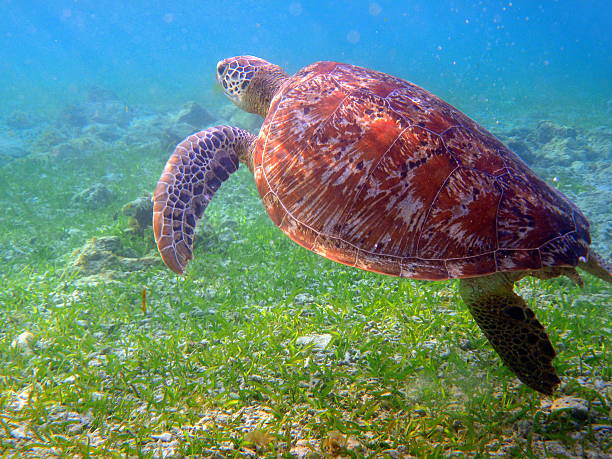 Turtle swimming in gili trawangan Turtle swimming in gili trawangan gili trawangan stock pictures, royalty-free photos & images