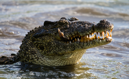 The Cuban crocodile jumps out of the water. A rare photograph. Cuba. An excellent illustration. Unusual angle.
