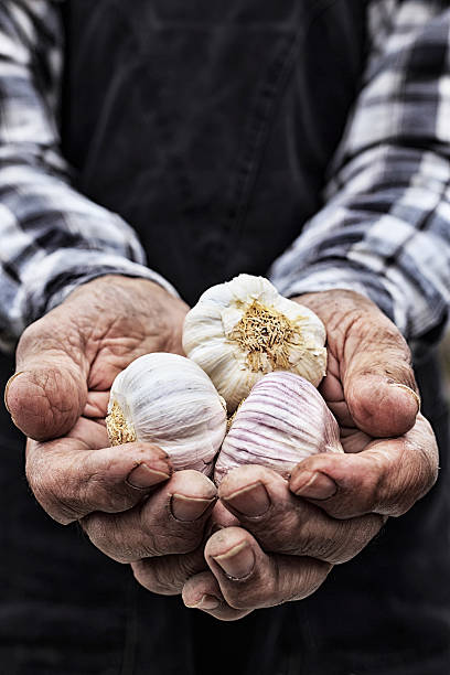 istock Old man's hands holding garlic 518371758