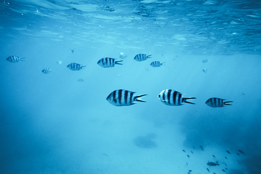 Flocks of fish swim in groups, the underwater circle is shining down. Lots of tilapia Swim in groups or in groups. Naturally, underwater, herds of fish are fed for food. 3D Rendering.