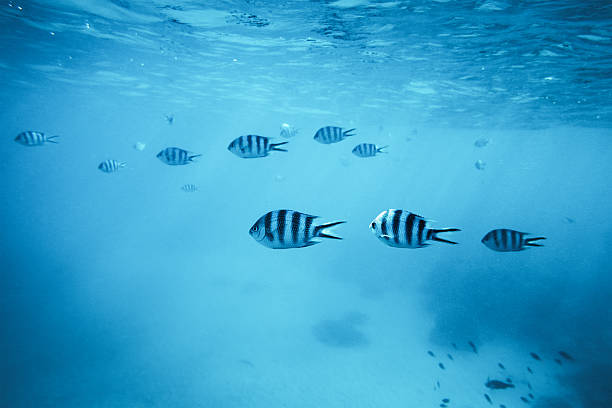Tropical Fishes Group of zebra fishes swimming in the sea (Zanzibar island). blue damsel fish photos stock pictures, royalty-free photos & images
