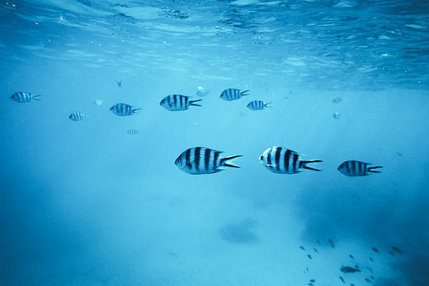Tropical Fishes Group of zebra fishes swimming in the sea (Zanzibar island). tropical fish closeup stock pictures, royalty-free photos & images