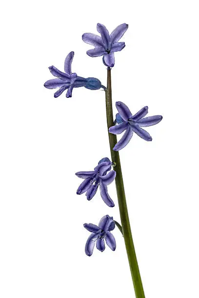 Flower of hyacinth, isolated on white background