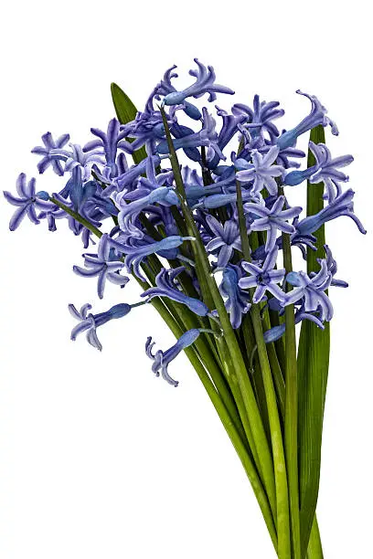 Bouquet of flowers of hyacinth, isolated on white background