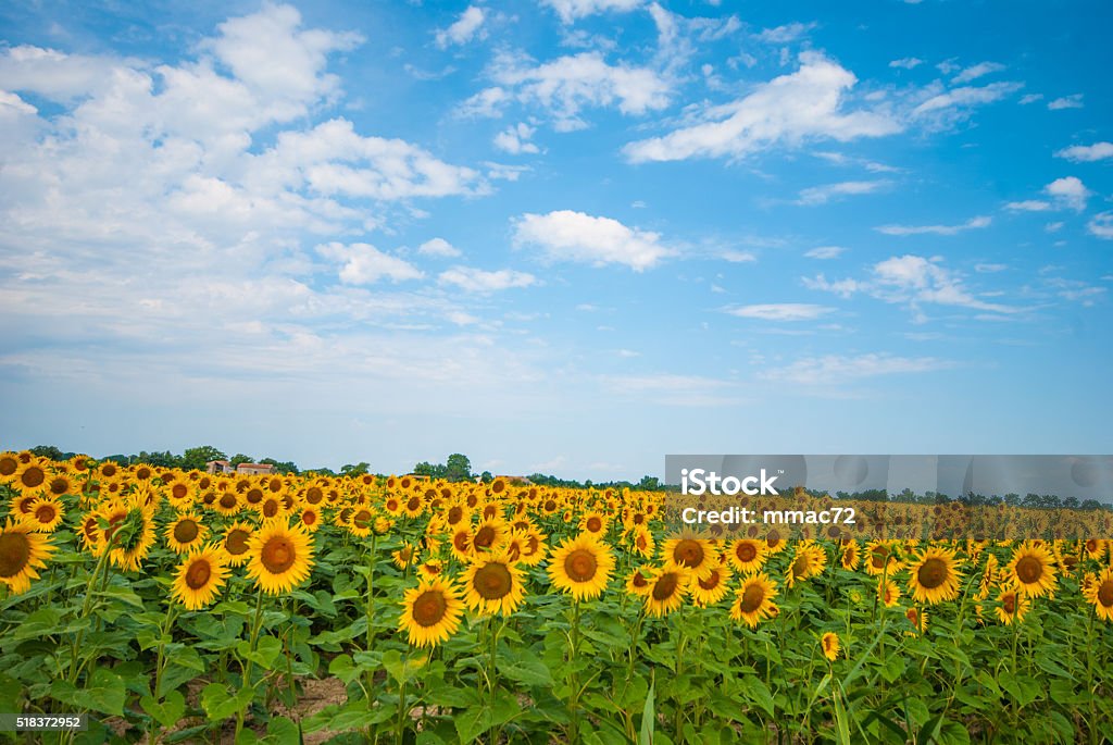 Sunflower field Sunflowers August Stock Photo