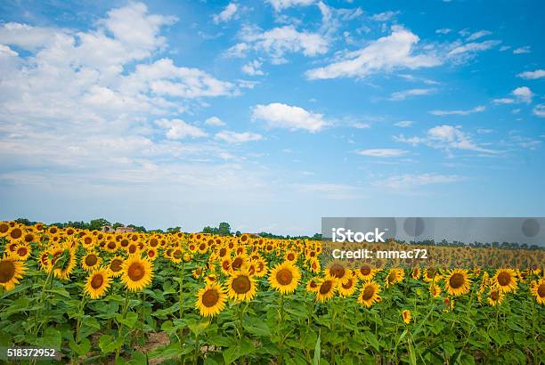 Sunflower Field Stock Photo - Download Image Now - August, July, Summer