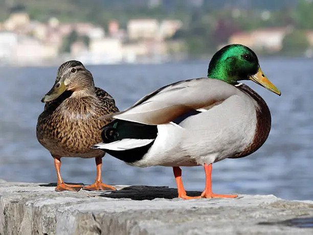 Photo of male and female mallard  closeup