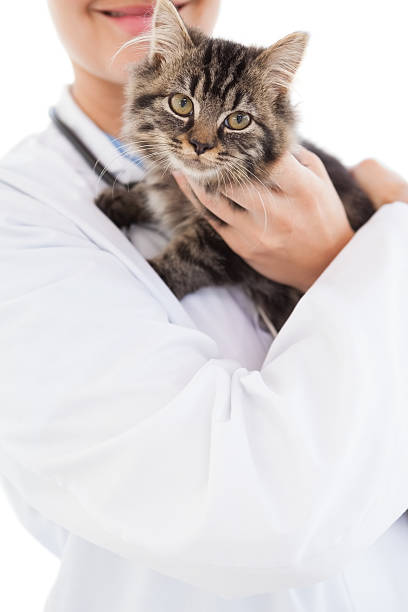 istock Close up of a cat 518376373