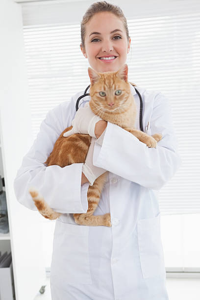 istock Vet holding an adorable cat 518376375