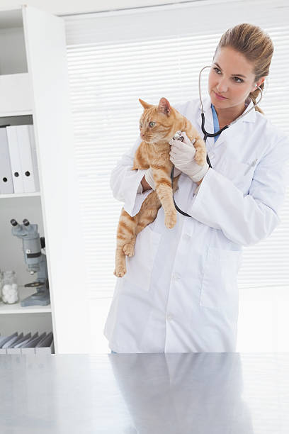 istock Vet holding an adorable cat 518376377