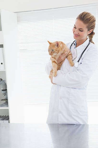 istock Vet holding an adorable cat 518376381
