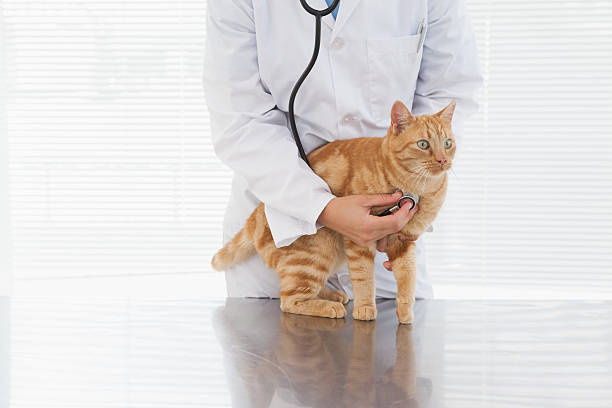 istock Vet checking a cats heartbeat 518376383