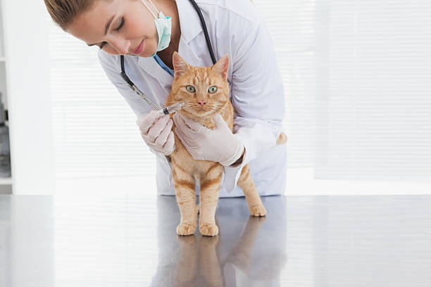 istock Vet giving a cat an injection 518377005