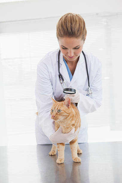 istock Vet checking a cats skin 518377013