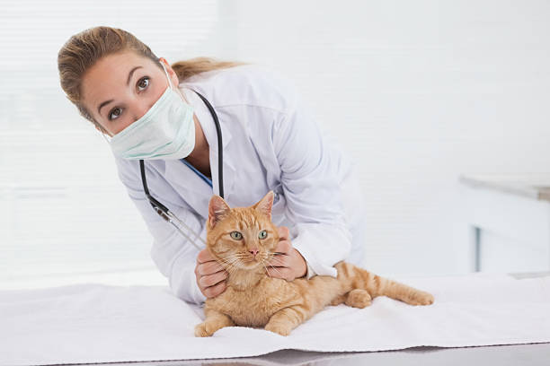 istock Vet giving cat a check up 518377019