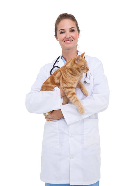 veterinario sosteniendo una naranja cat - vet veterinary medicine young women female fotografías e imágenes de stock