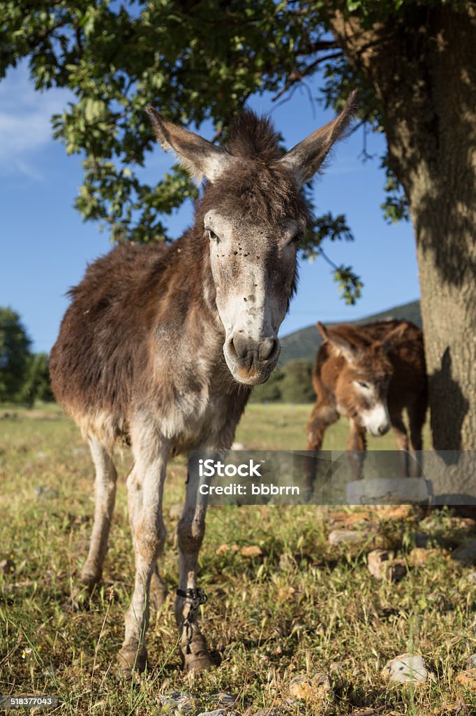 donkeys donkeys at nature Agricultural Field Stock Photo