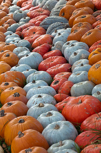 Row of Pumpkins stock photo